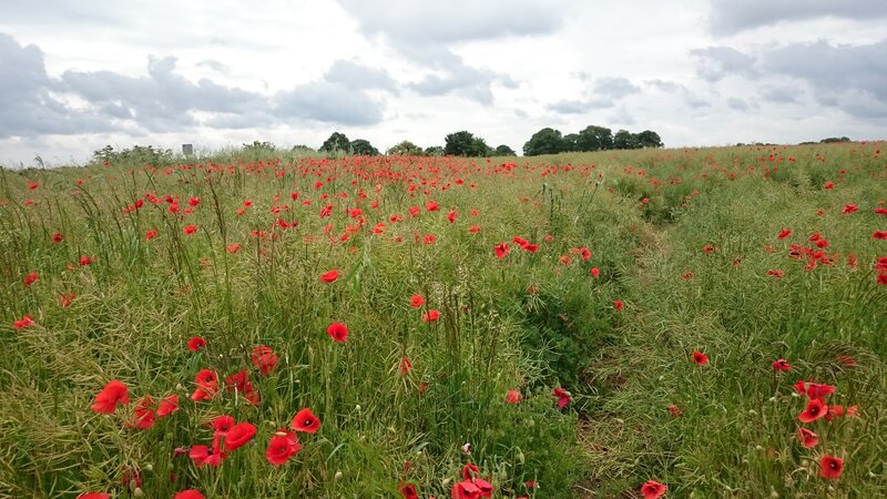 Red Poppies in Field — Serene, Afternoon, Photograph, Grass, Clouds, Trees