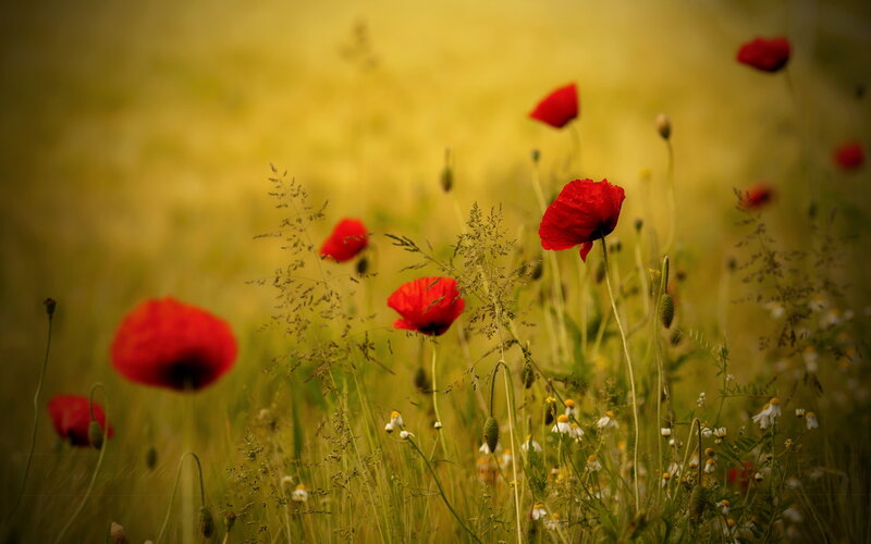 Red Poppies in Field — Serene, Afternoon, Photograph, Grass, Daisies