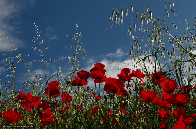 Red Poppies in Field — Serene, Afternoon, Photograph, Grass, Sky, Clouds, Blue