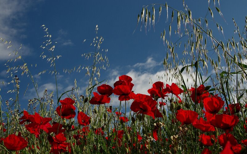 Red Poppies in Field — Serene, Afternoon, Photograph, Grass, Sky, Clouds