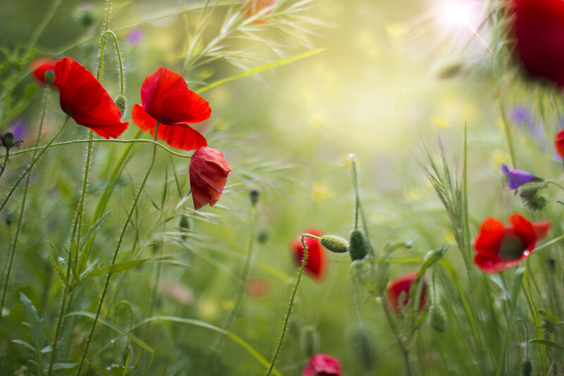 Red Poppies in Field — Serene, Afternoon, Photograph, Grass, Sunlight