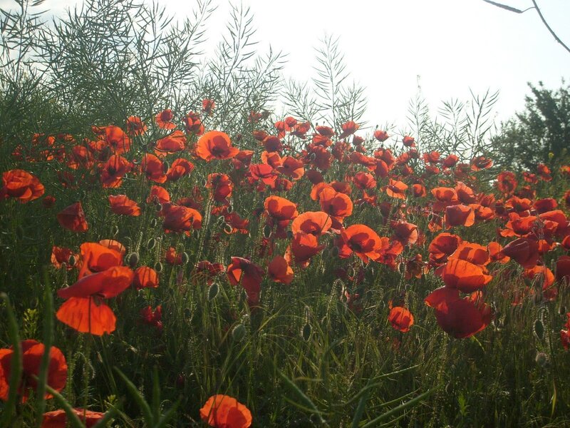 Red Poppies in Field — Serene, Afternoon, Photograph, Grass
