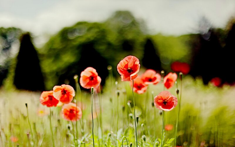 Red Poppies in Field — Serene, Afternoon, Photograph, Grass, Trees