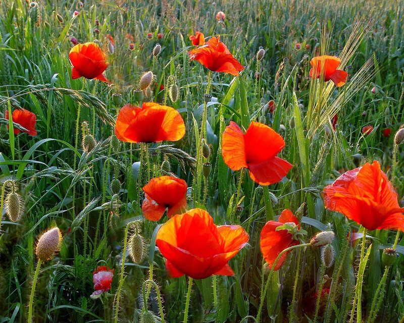 Red Poppies in Field — Serene, Afternoon, Photograph, Grass, Wheat
