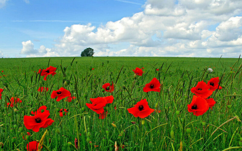 Red Poppies in Field — Serene, Afternoon, Photograph, Green Grass, Clouds
