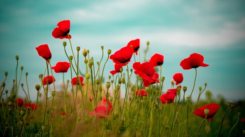 Red Poppies in Field — Serene, Afternoon, Photograph, Green Stems, Sky, Buds