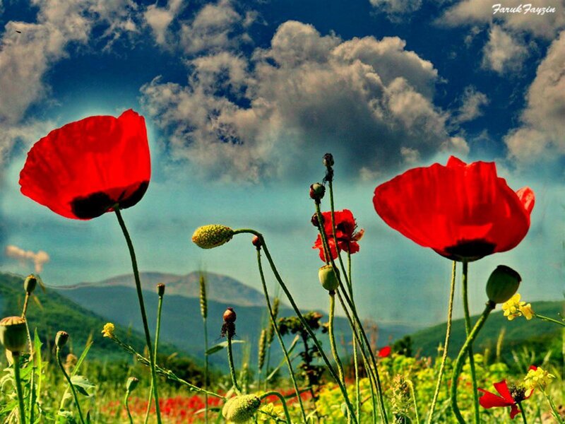 Red Poppies in Field — Serene, Afternoon, Photograph, Mountains, Clouds, Grass