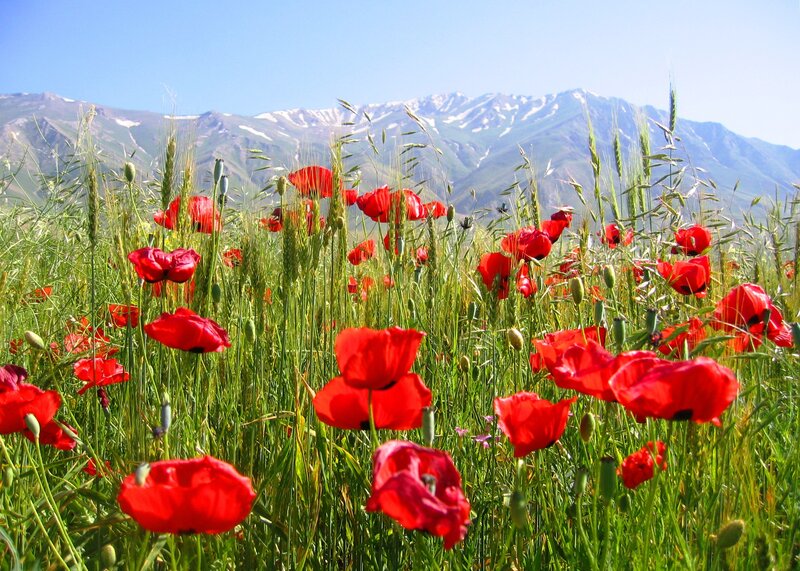 Red Poppies in Field — Serene, Afternoon, Photograph, Mountains, Grass