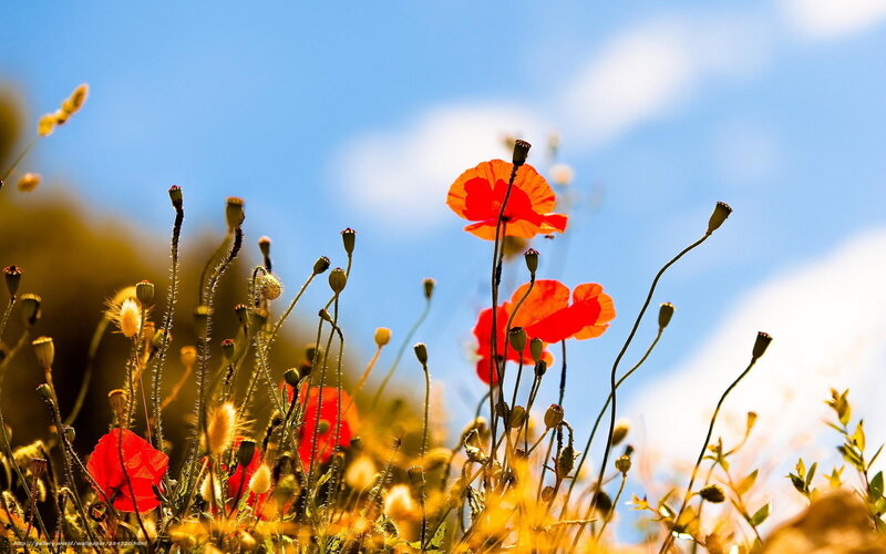 Red Poppies in Field — Serene, Afternoon, Photograph, Sky, Buds
