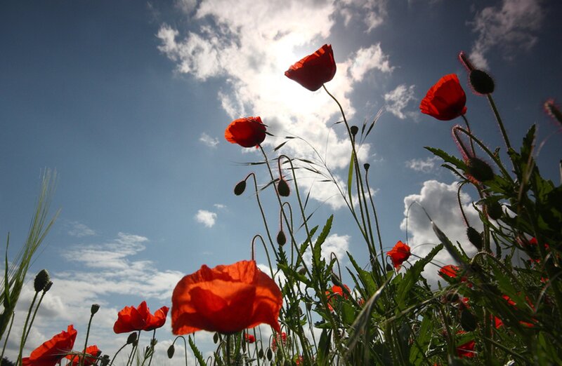 Red Poppies in Field — Serene, Afternoon, Photograph, Sky, Clouds, Grass