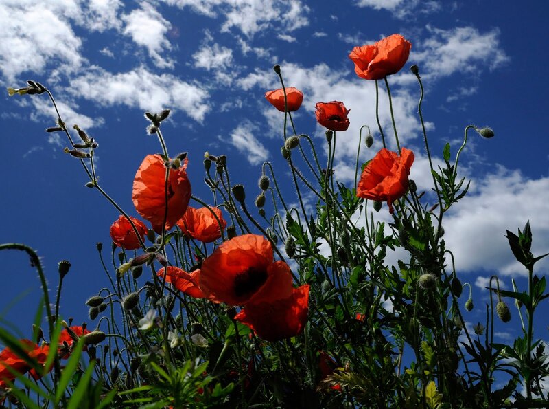 Red Poppies in Field — Serene, Afternoon, Photograph, Sky, Clouds