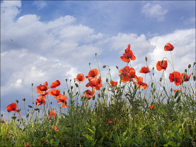 Red Poppies in Field — Serene, Afternoon, Photograph, Sky