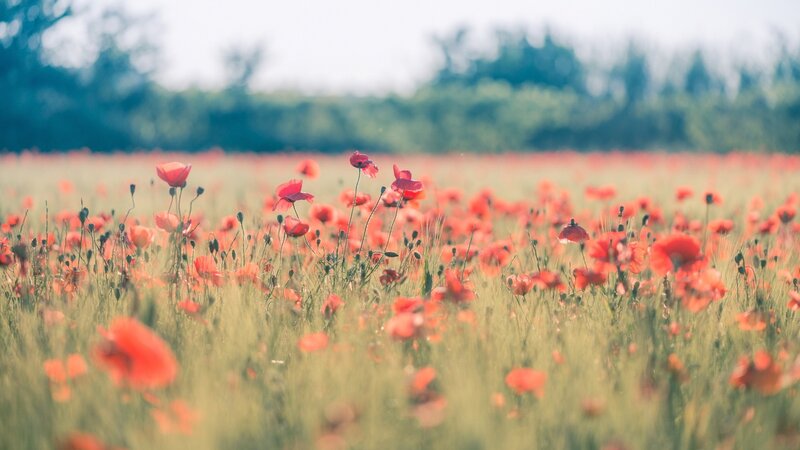Red Poppies in Field — Serene, Afternoon, Photograph, Trees, Sky