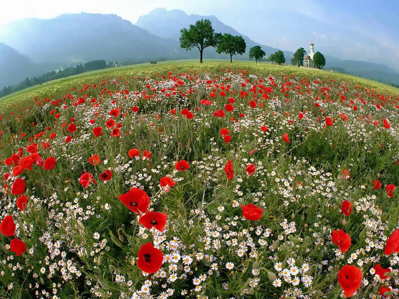 Red Poppies in Field — Serene, Afternoon, Photograph, Trees