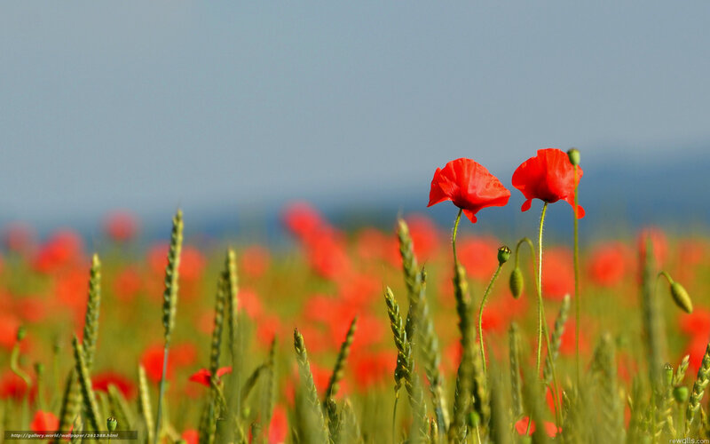 Red Poppies in Field — Serene, Afternoon, Photograph, Wheat, Sky