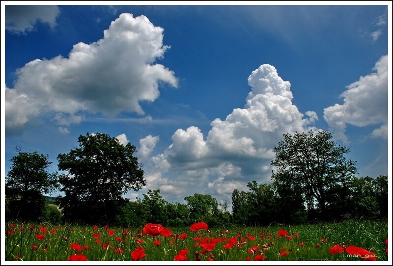 Red Poppies in Field — Serene, Afternoon