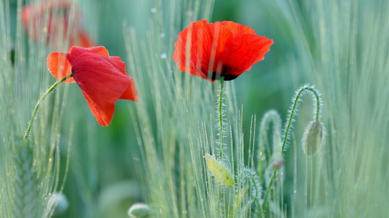 Red Poppies in Field — Serene, Morning, Photograph, Grass, Buds, Dew
