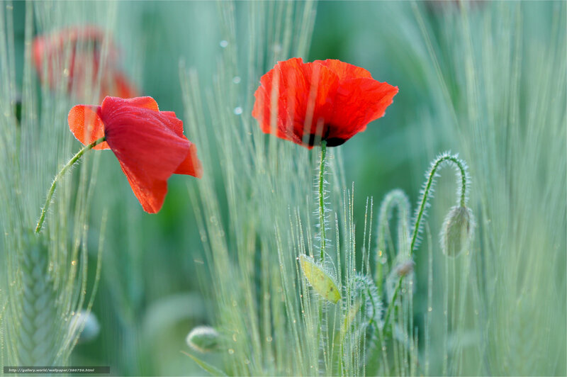 Red Poppies in Field — Serene, Morning, Photograph, Grass, Buds