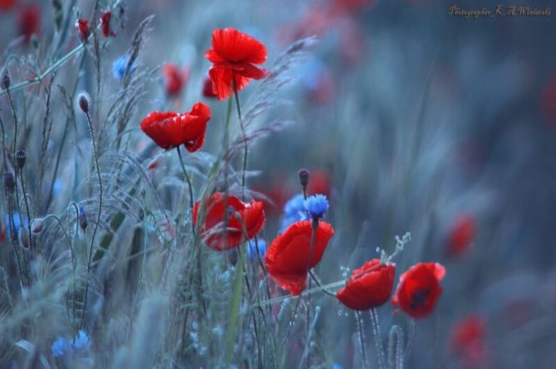 Red Poppies in Field — Serene, Morning, Photograph, Grass
