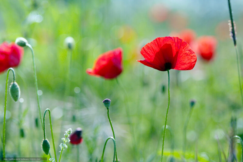 Red Poppies in Field — Serene, Morning, Photograph, Green Stems