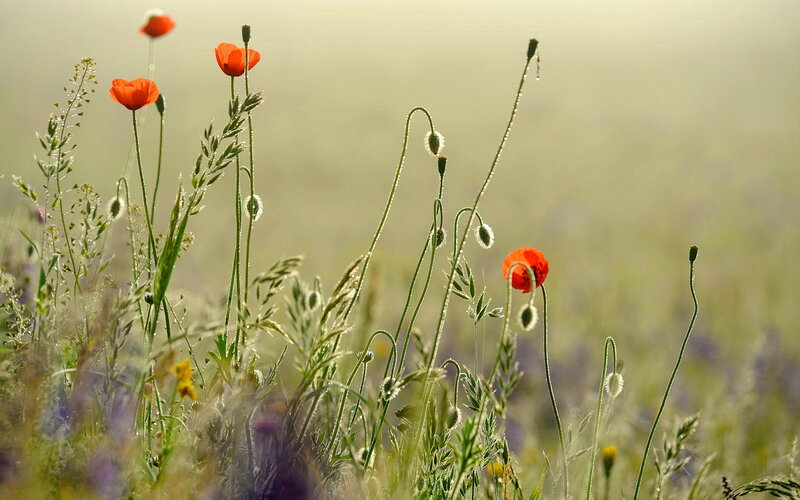Red Poppies in Field — Serene, Morning