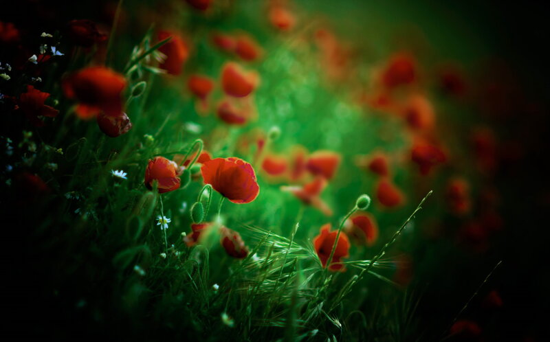 Red Poppies in Field — Serene, Night
