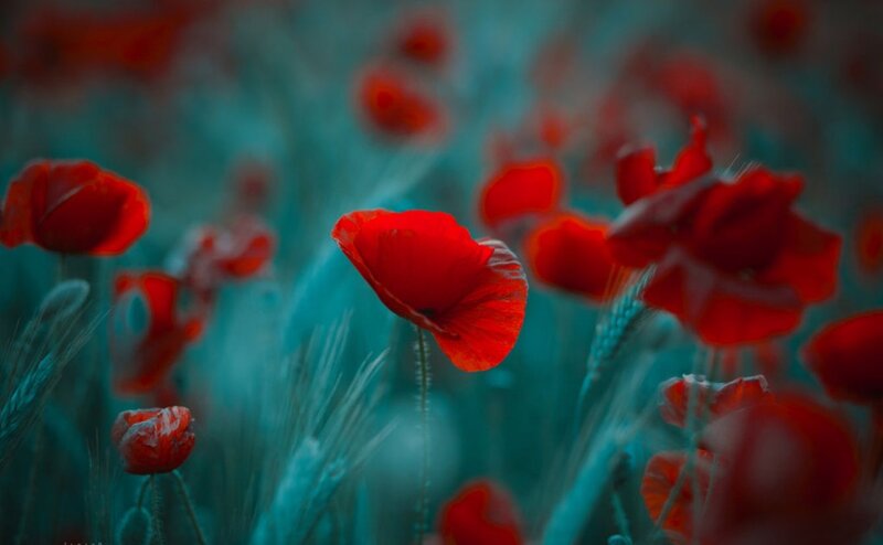 Red Poppies in Field — Serene, Photograph, Grass