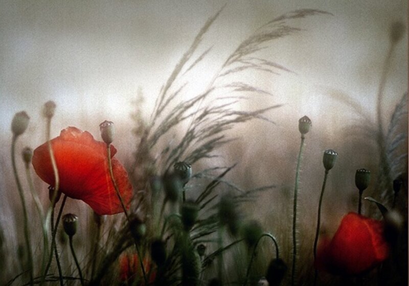 Red Poppies in Field — Serene, Photograph