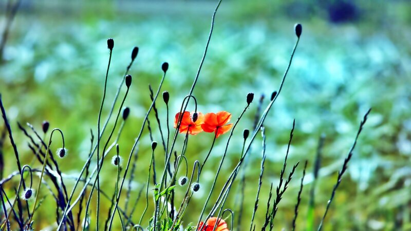 Red Poppies in Field — Serene, Spring, Photograph, Buds
