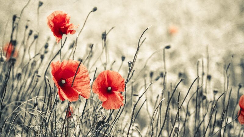 Red Poppies in Field — Serene, Spring, Photograph, Grass, Flowers, Stems