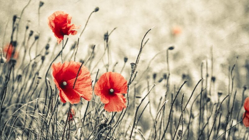 Red Poppies in Field — Serene, Spring, Photograph, Grass, Flowers