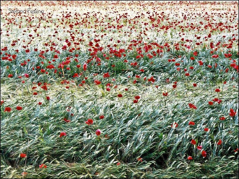 Red Poppies in Field — Serene, Spring, Photograph, Grass