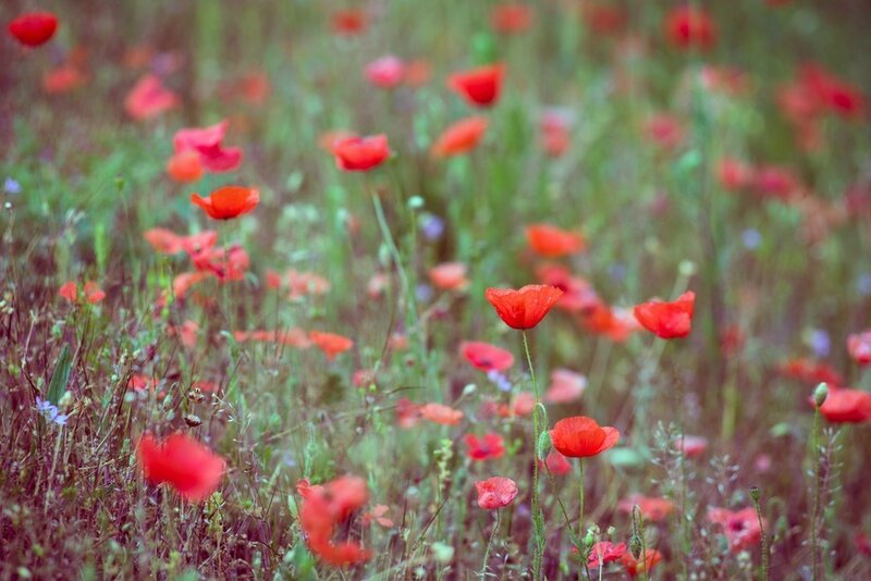 Red Poppies in Field — Serene, Spring, Photograph, Grass, Wildflowers, Greenery