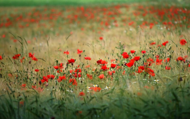 Red Poppies in Field — Serene, Spring, Photograph, Grass, Wildflowers