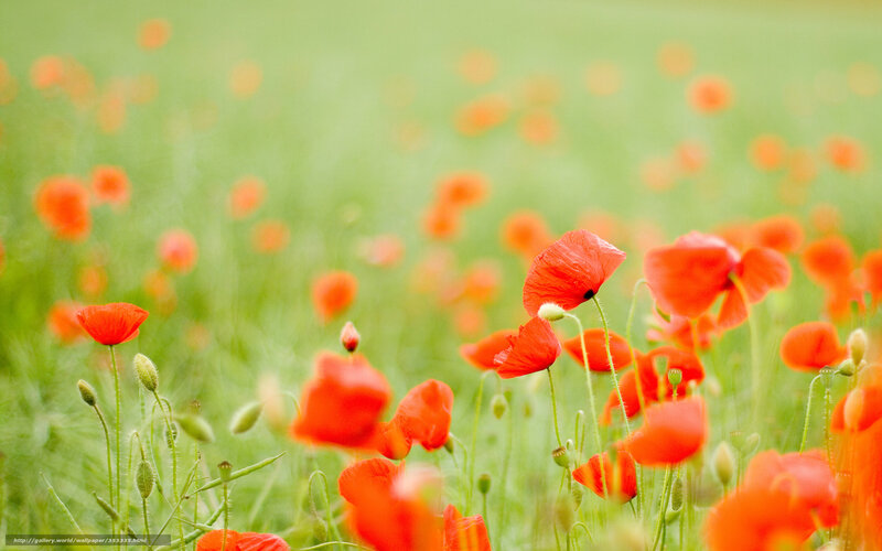 Red Poppies in Field — Serene, Spring, Photograph, Green Grass, Buds