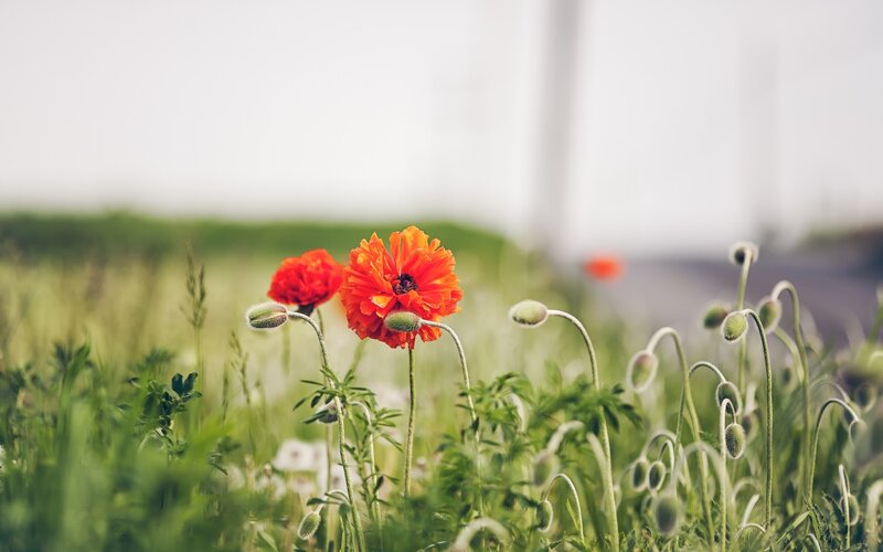 Red Poppies in Field — Serene, Spring, Photograph, Green Grass, Flower Buds, Blurry Background