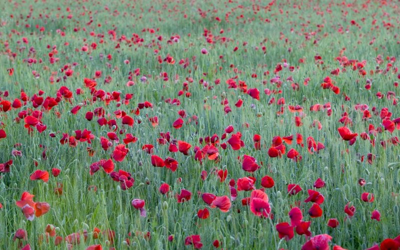 Red Poppies in Field — Serene, Spring, Photograph, Green Grass, Flowers
