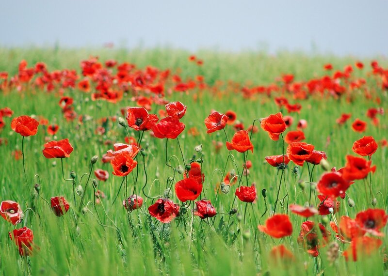 Red Poppies in Field — Serene, Spring, Photograph, Green Grass