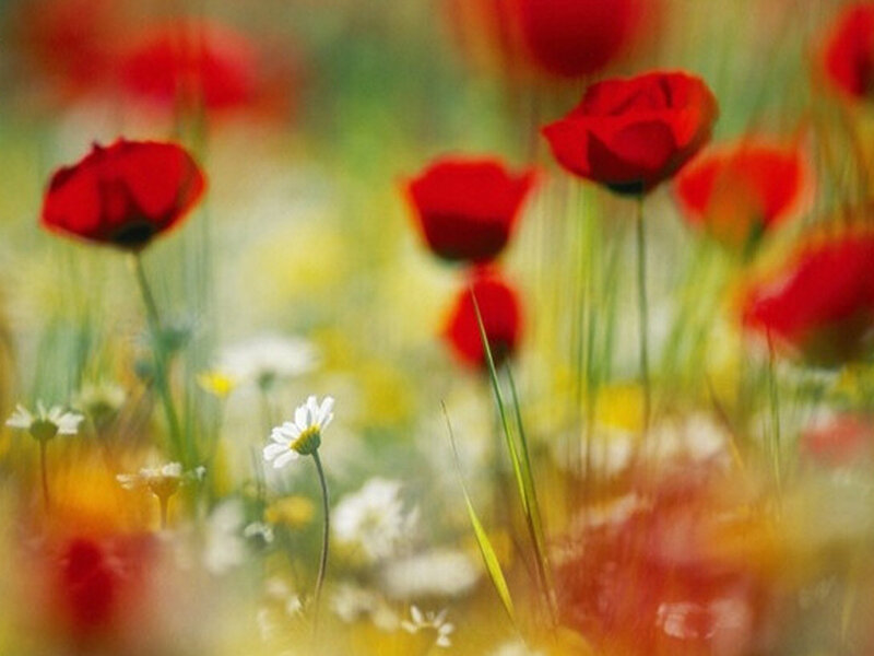 Red Poppies in Field — Serene, Spring, Photograph