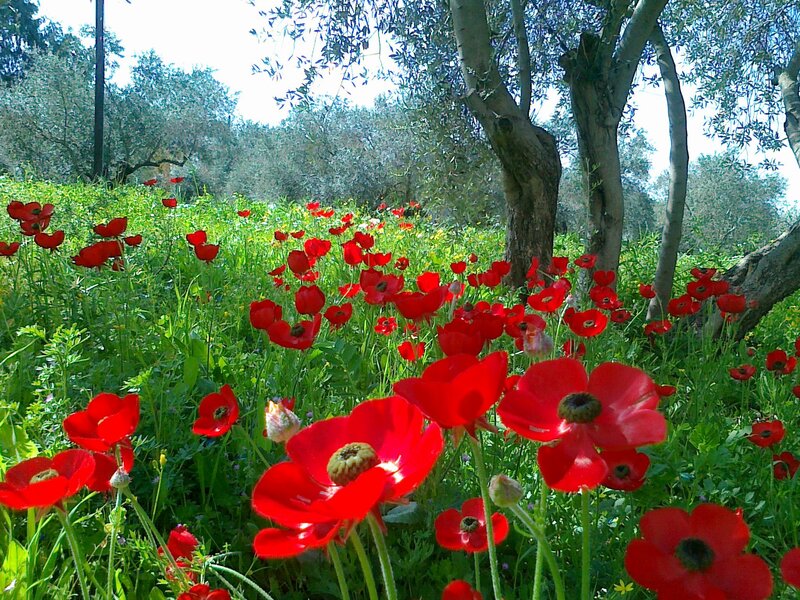 Red Poppies in Field — Serene, Spring, Photograph, Trees