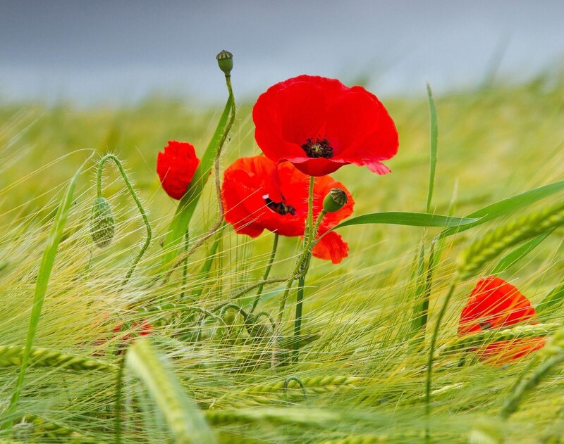 Red Poppies in Field — Serene, Spring, Photograph, Wheat, Green Grass