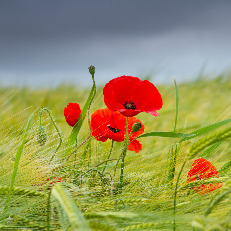 Red Poppies in Field — Serene, Spring, Photograph, Wheat, Green Stems