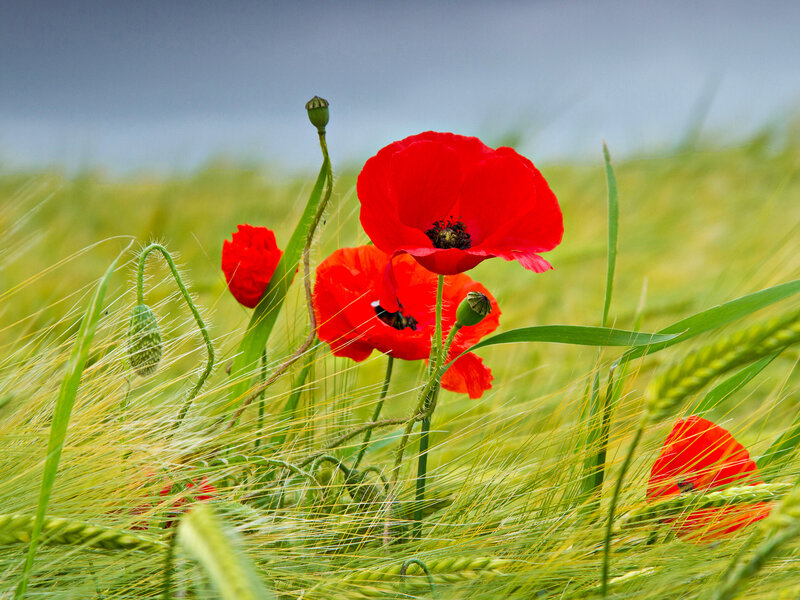 Red Poppies in Field — Serene, Spring, Photograph, Wheat