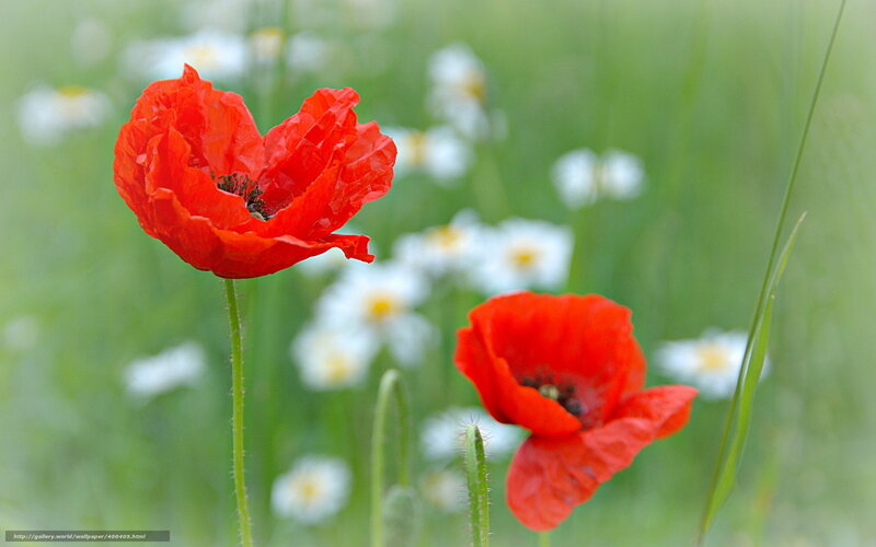 Red Poppies in Field — Serene, Spring, Photograph, White Daisies, Green Grass