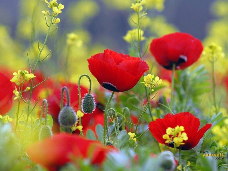 Red Poppies in Field — Serene, Spring, Photograph, Yellow Flowers
