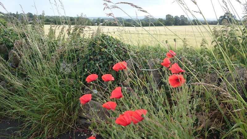 Red Poppies in Field — Serene, Summer, Photograph, Grass, Stone Wall