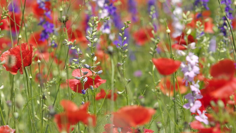 Red Poppies in Field — Serene, Summer, Photograph, Purple Flowers