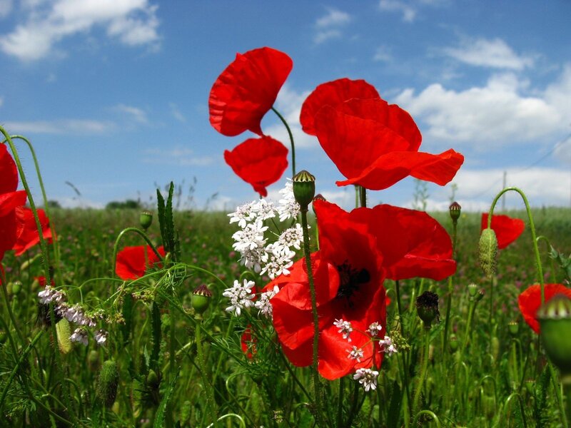 Red Poppies in Field — Serene, Summer, Photograph, White Flowers