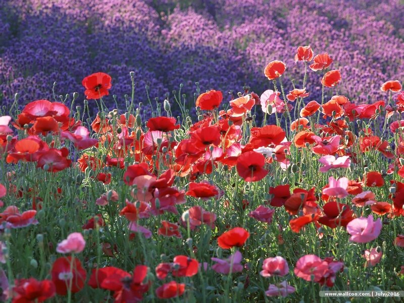 Red Poppies in Field — Serene, Summer