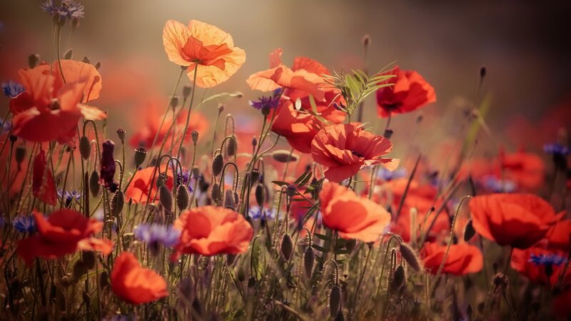 Red Poppies in Field — Serene, Sunset, Photograph, Blue Flowers